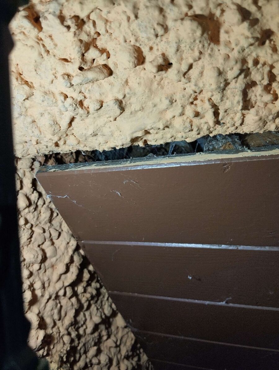 Relocate bees & remove bee nest