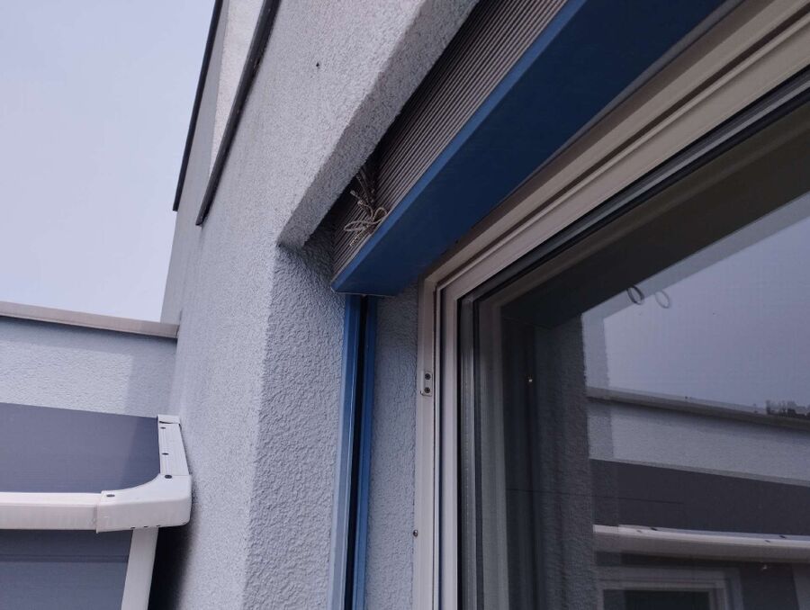 Relocate bees & remove bee nest