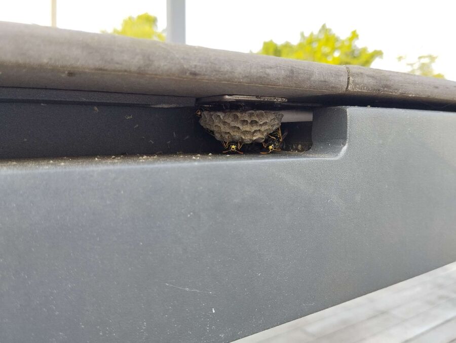 Bee nest at the house remove