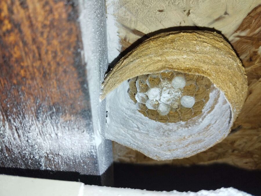 Bee nest at the house remove