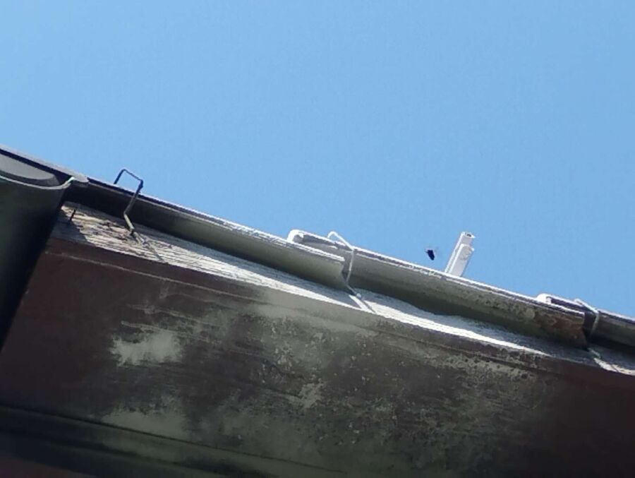 Relocate bees & remove bee nest