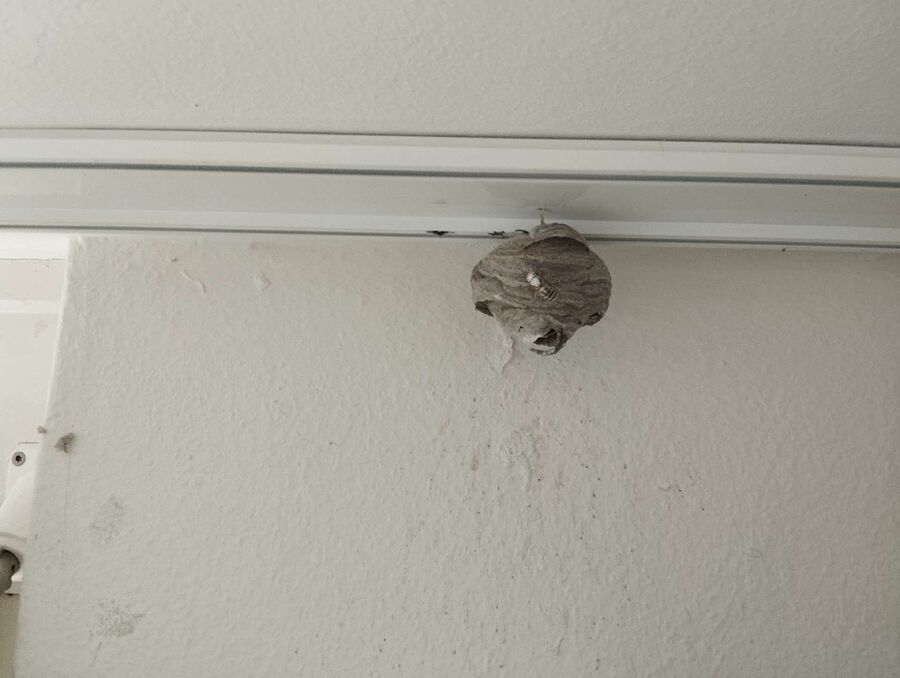 Relocate bees & remove bee nest