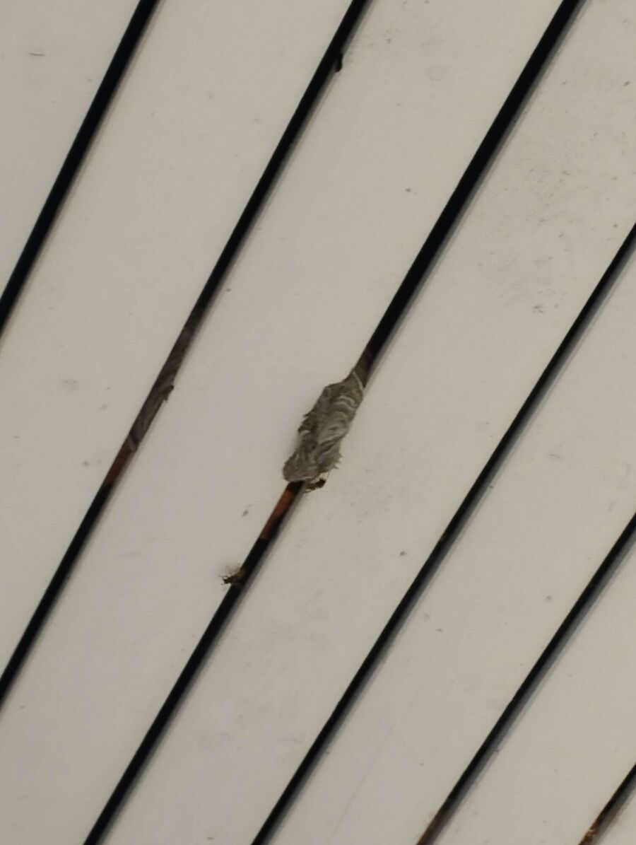 Bee nest at the house remove