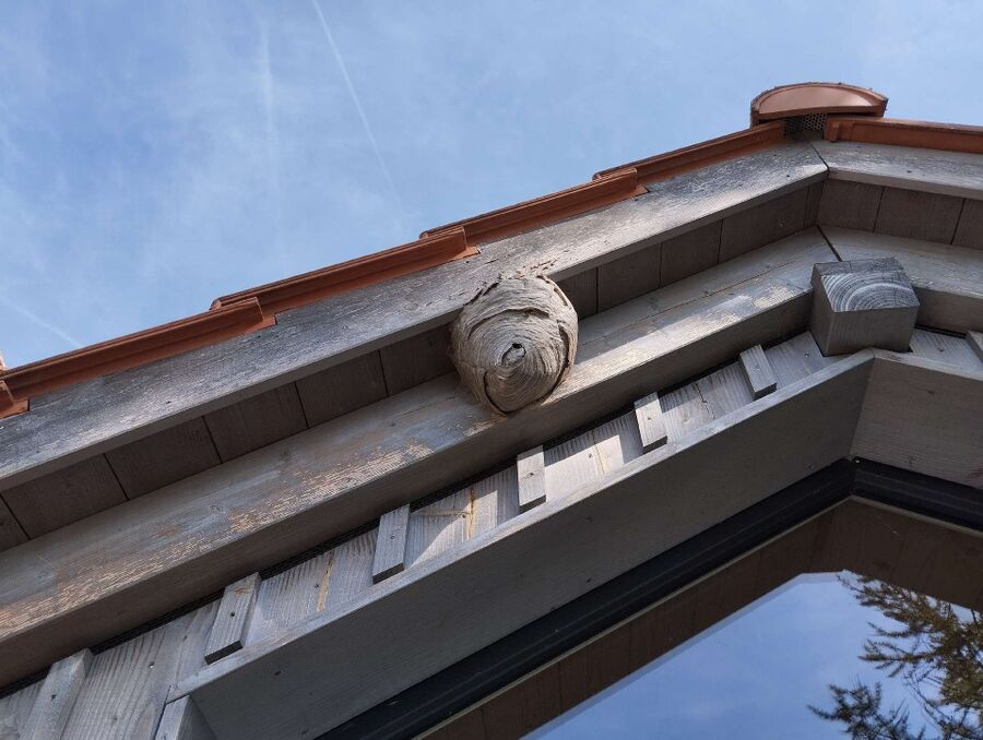 Relocate bees & remove bee nest