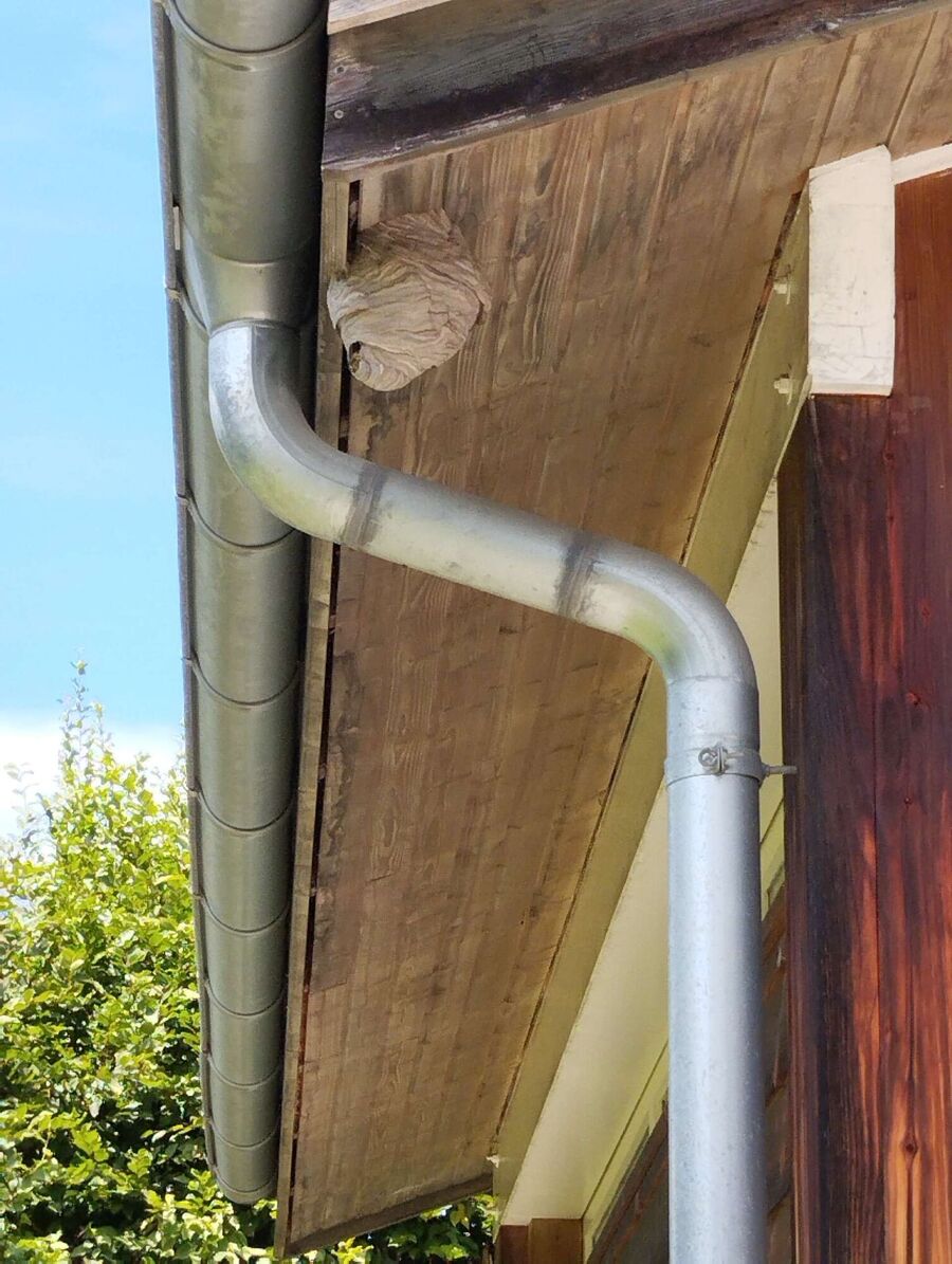 Bee nest at the house remove