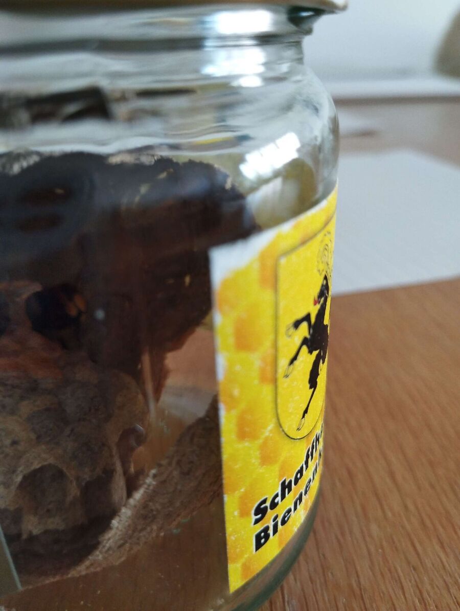 Bee nest at the house remove