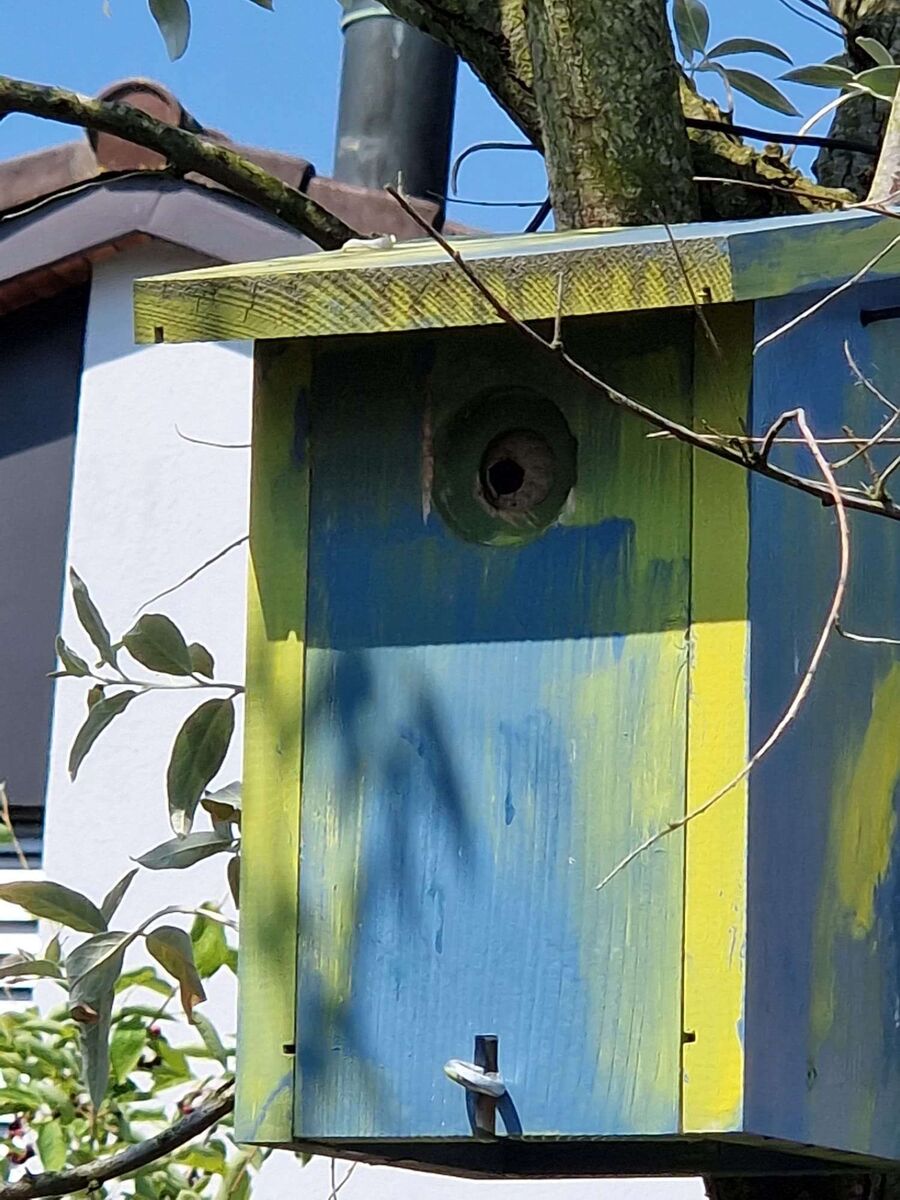 Bee nest at the house remove