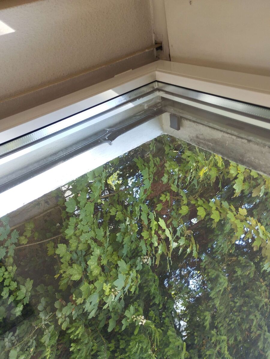 Relocate bees & remove bee nest