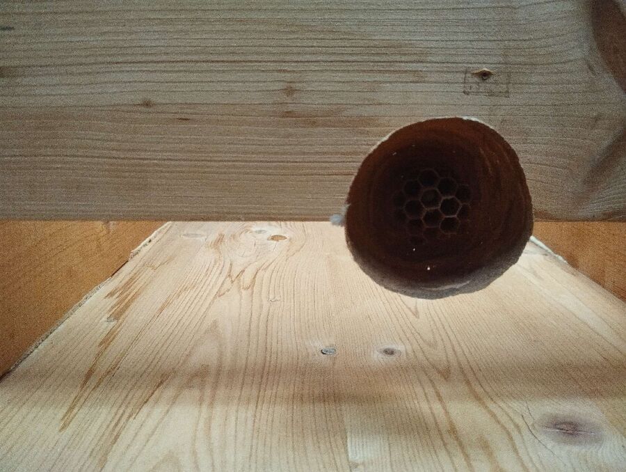 Bee nest at the house remove