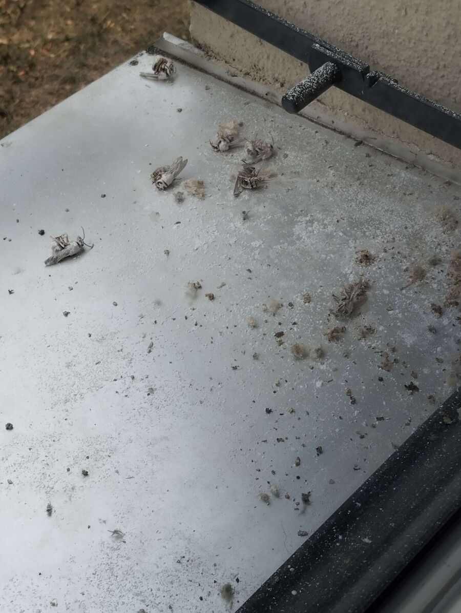 Bee nest at the house remove