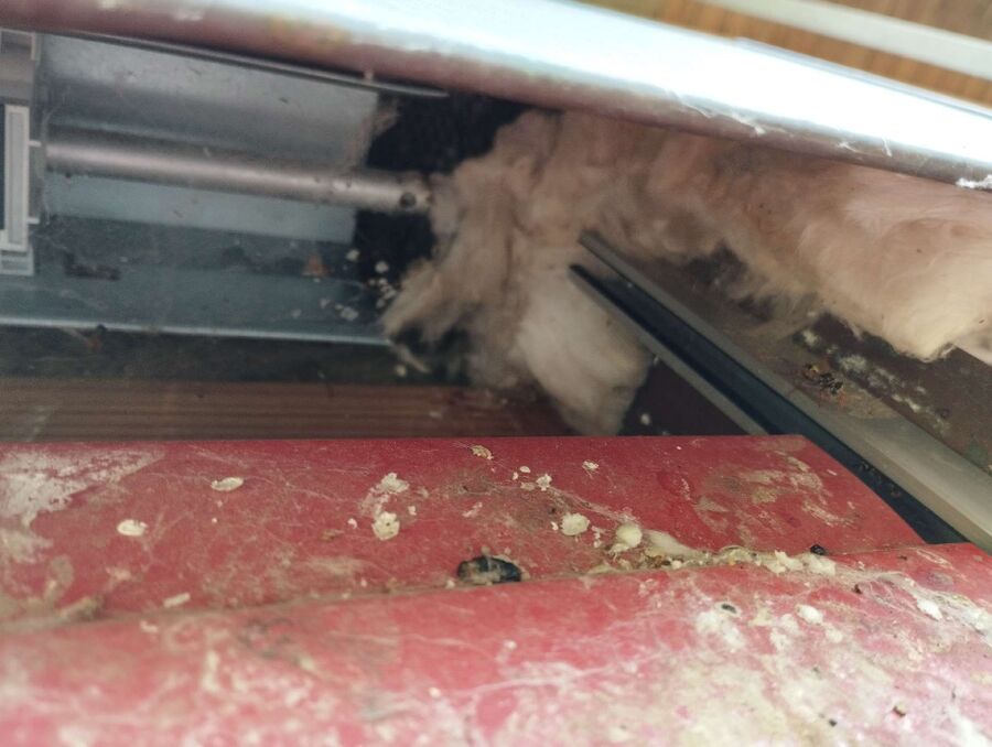 Relocate bees & remove bee nest