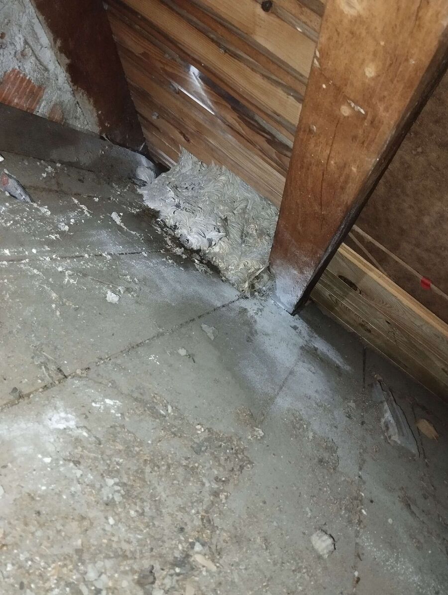 Relocate bees & remove bee nest