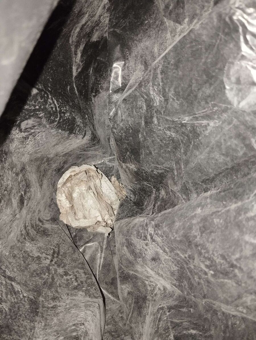 Bee nest at the house remove