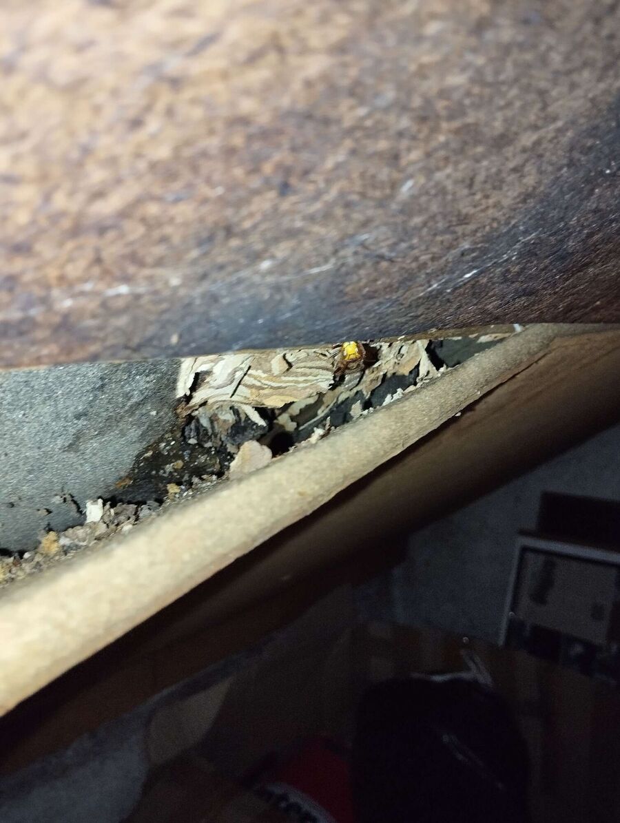 Relocate bees & remove bee nest