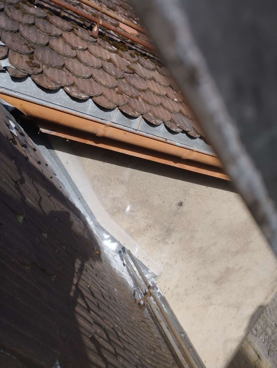 Relocate bees & remove bee nest