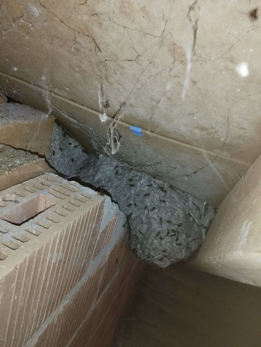 Bee nest at the house remove