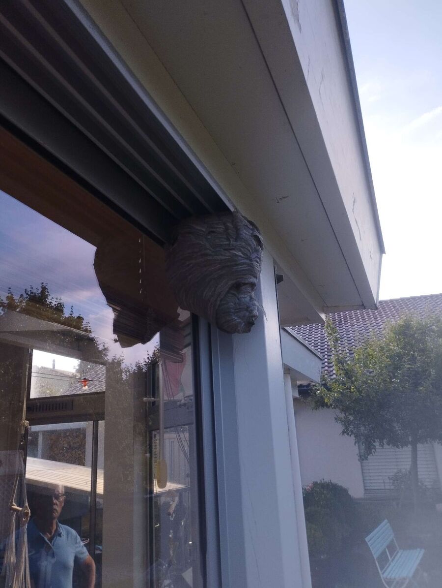 Relocate bees & remove bee nest