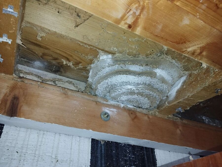 Relocate bees & remove bee nest