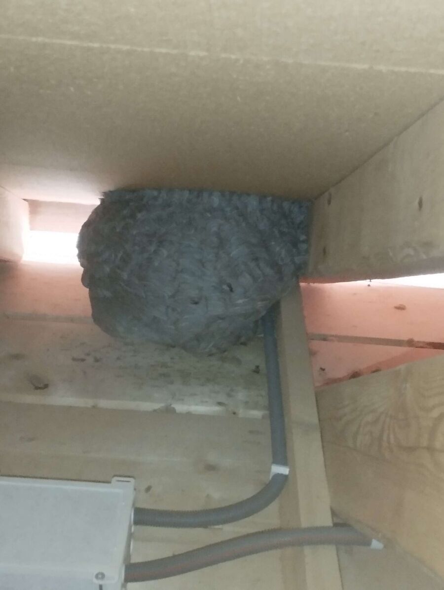 Bee nest at the house remove