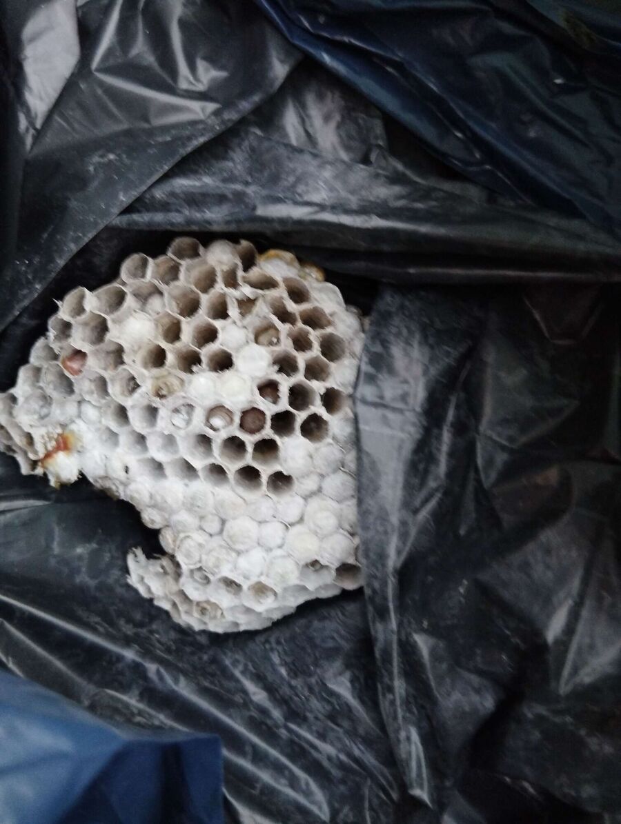 Remove bee nest