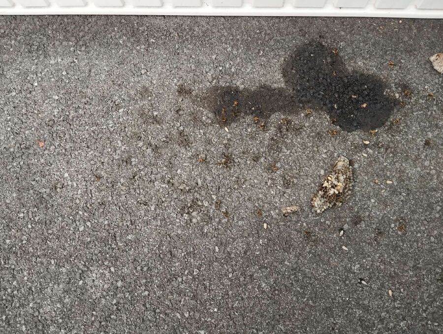 Relocate bees & remove bee nest