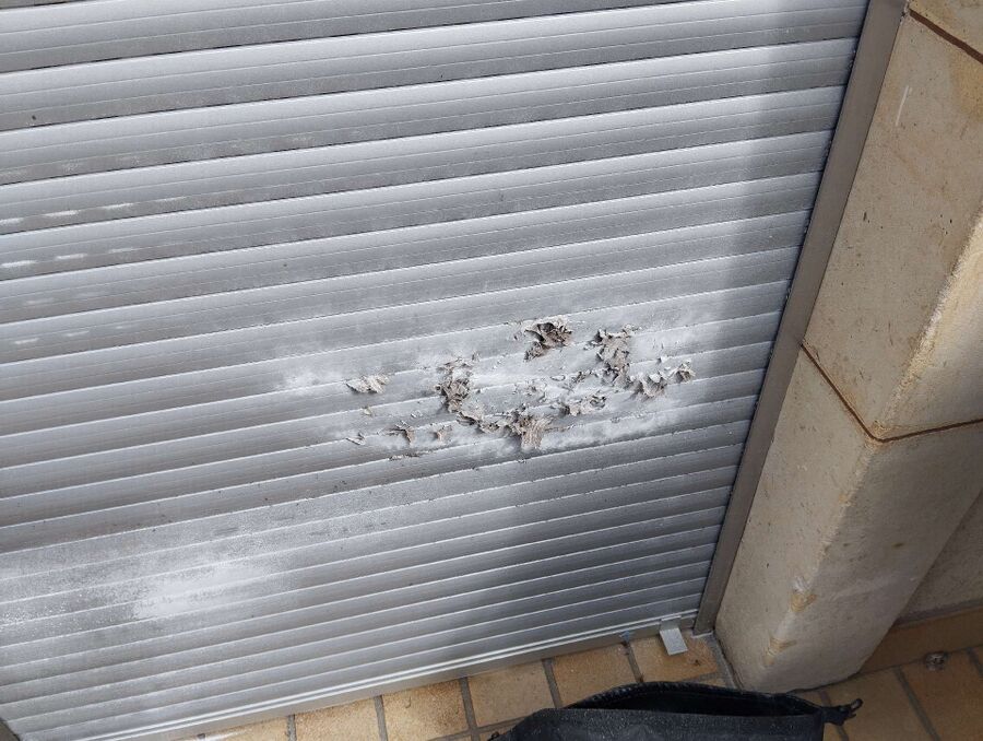 Relocate bees & remove bee nest