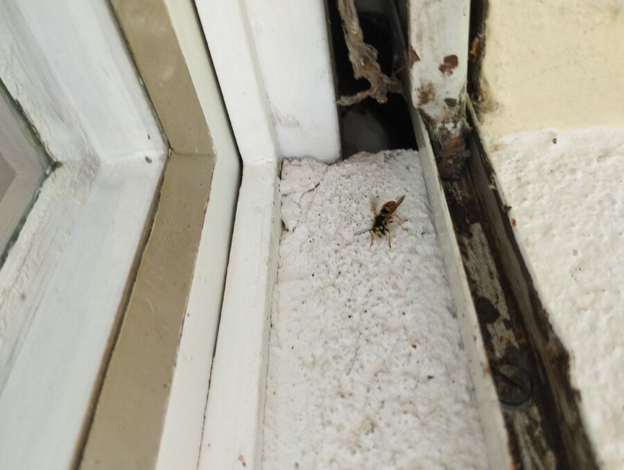 Bee nest at the house remove