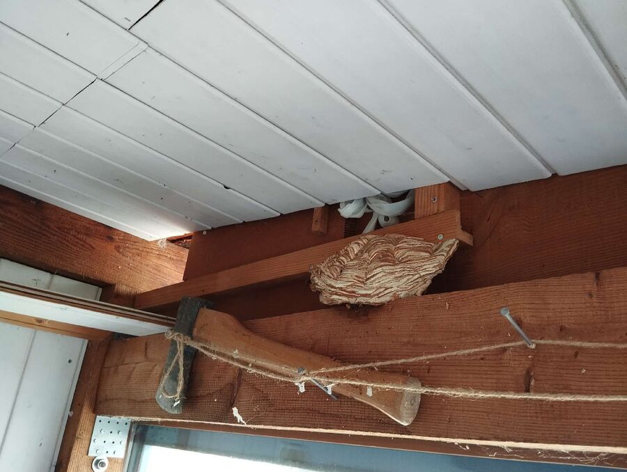 Bee nest at the house remove