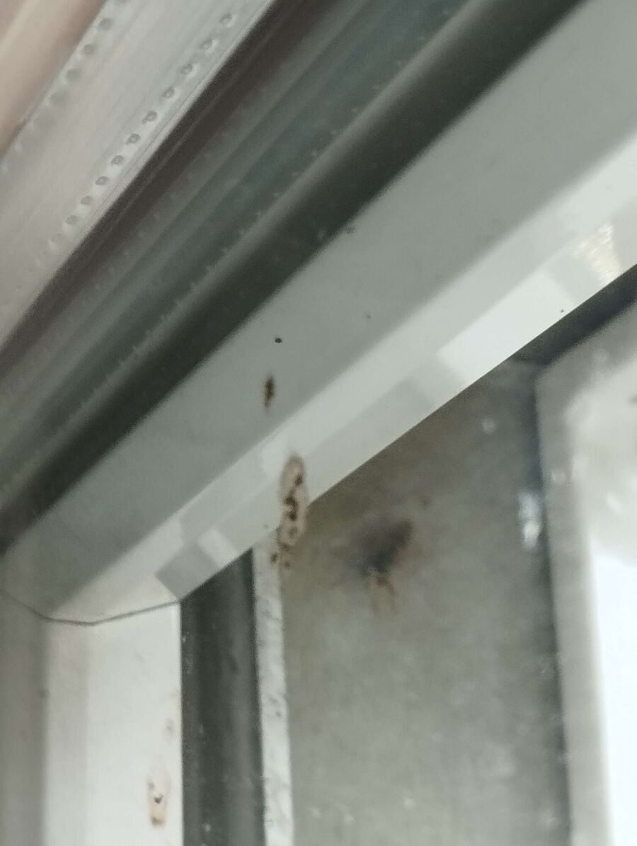 Bee nest at the house remove