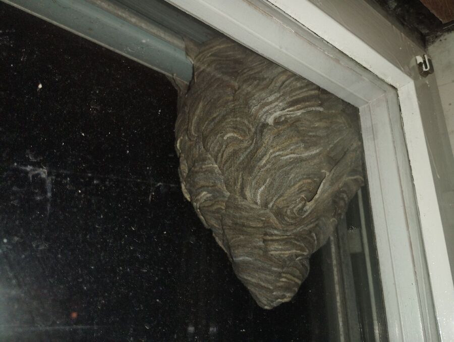 Relocate bees & remove bee nest