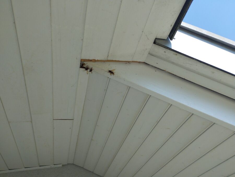 Bee nest at the house remove