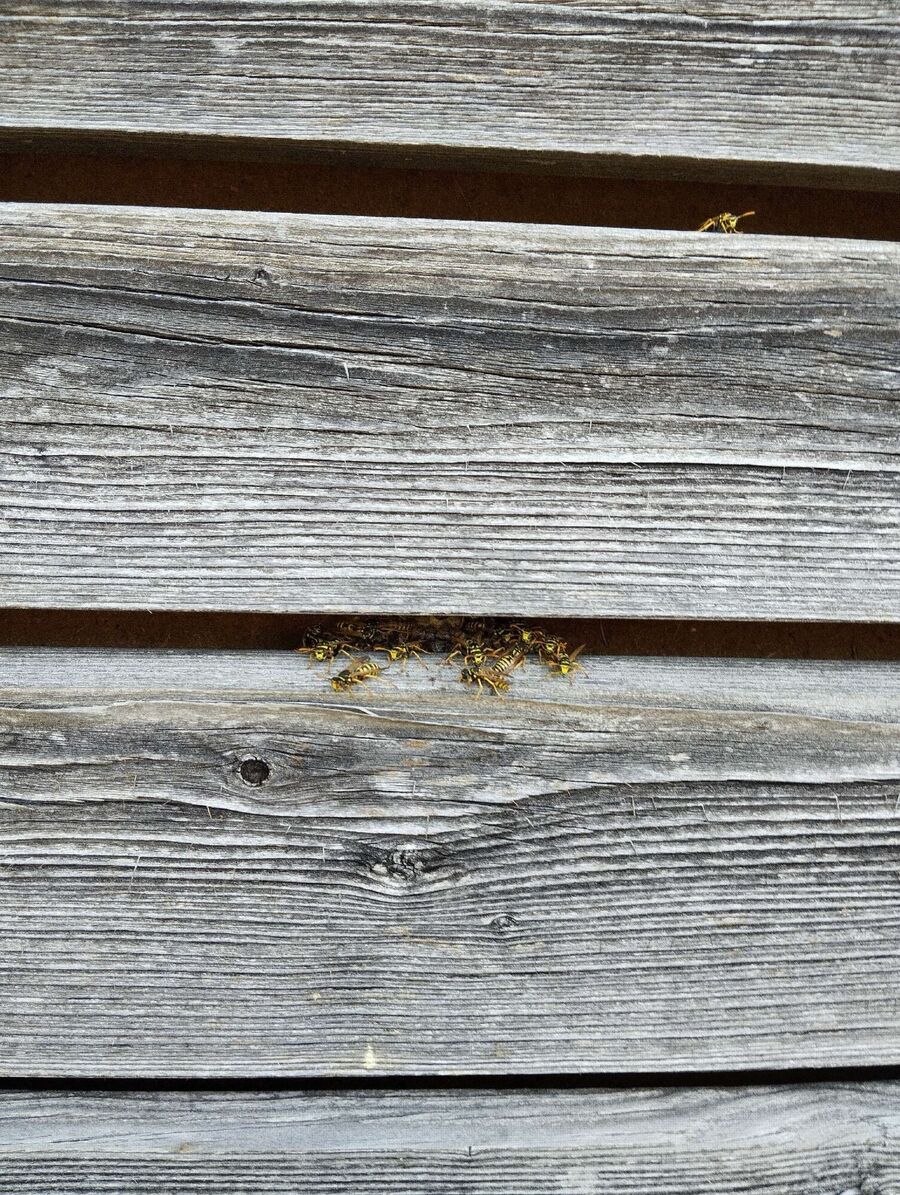 Relocate bees & remove bee nest