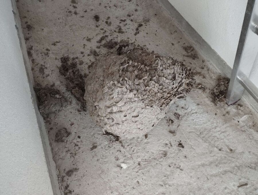 Relocate bees & remove bee nest