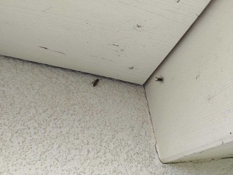 Bee nest at the house remove