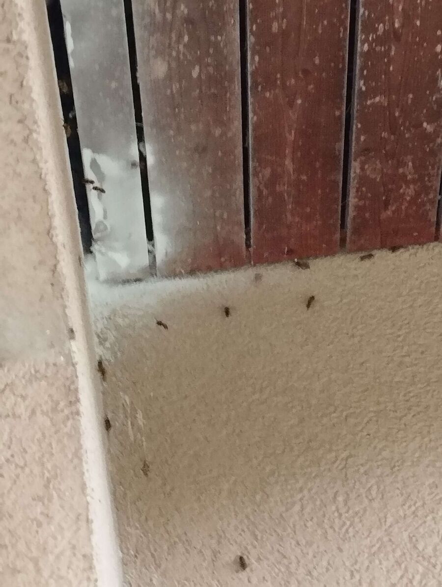 Bee nest at the house remove