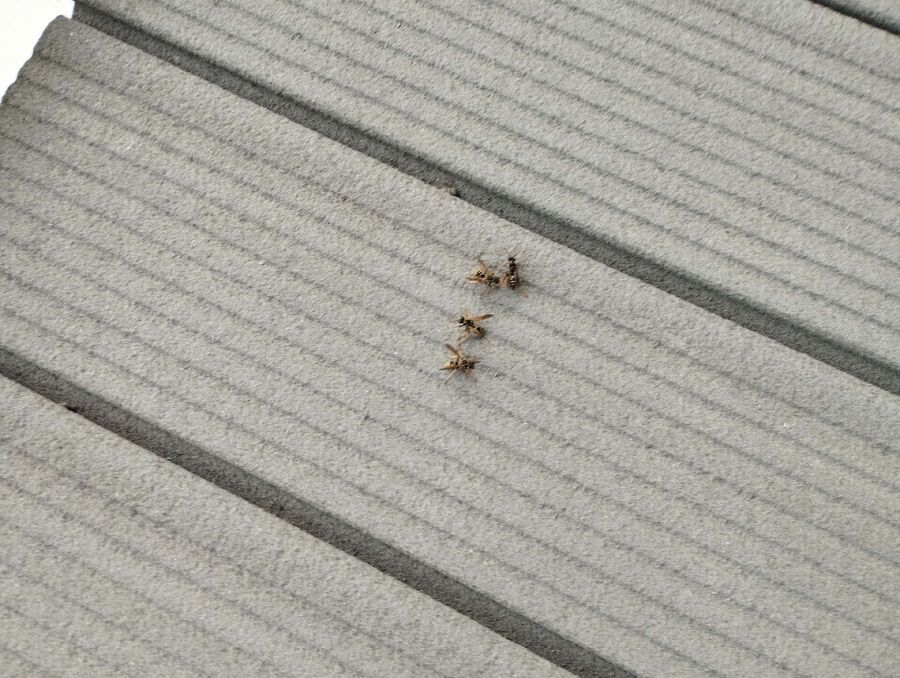 Bee nest at the house remove