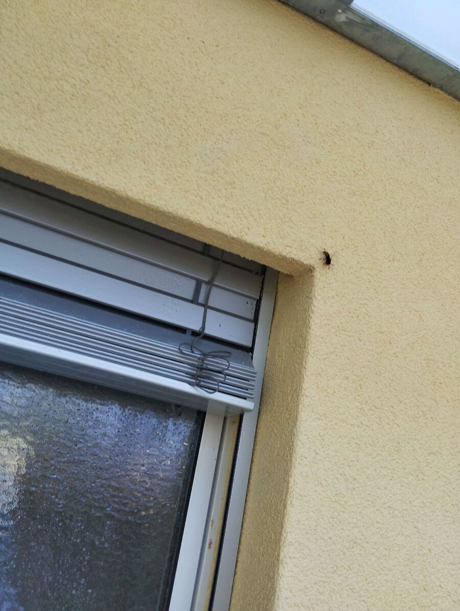 Relocate bees & remove bee nest