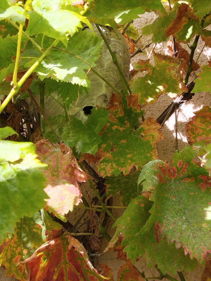 Bee nest at the house remove