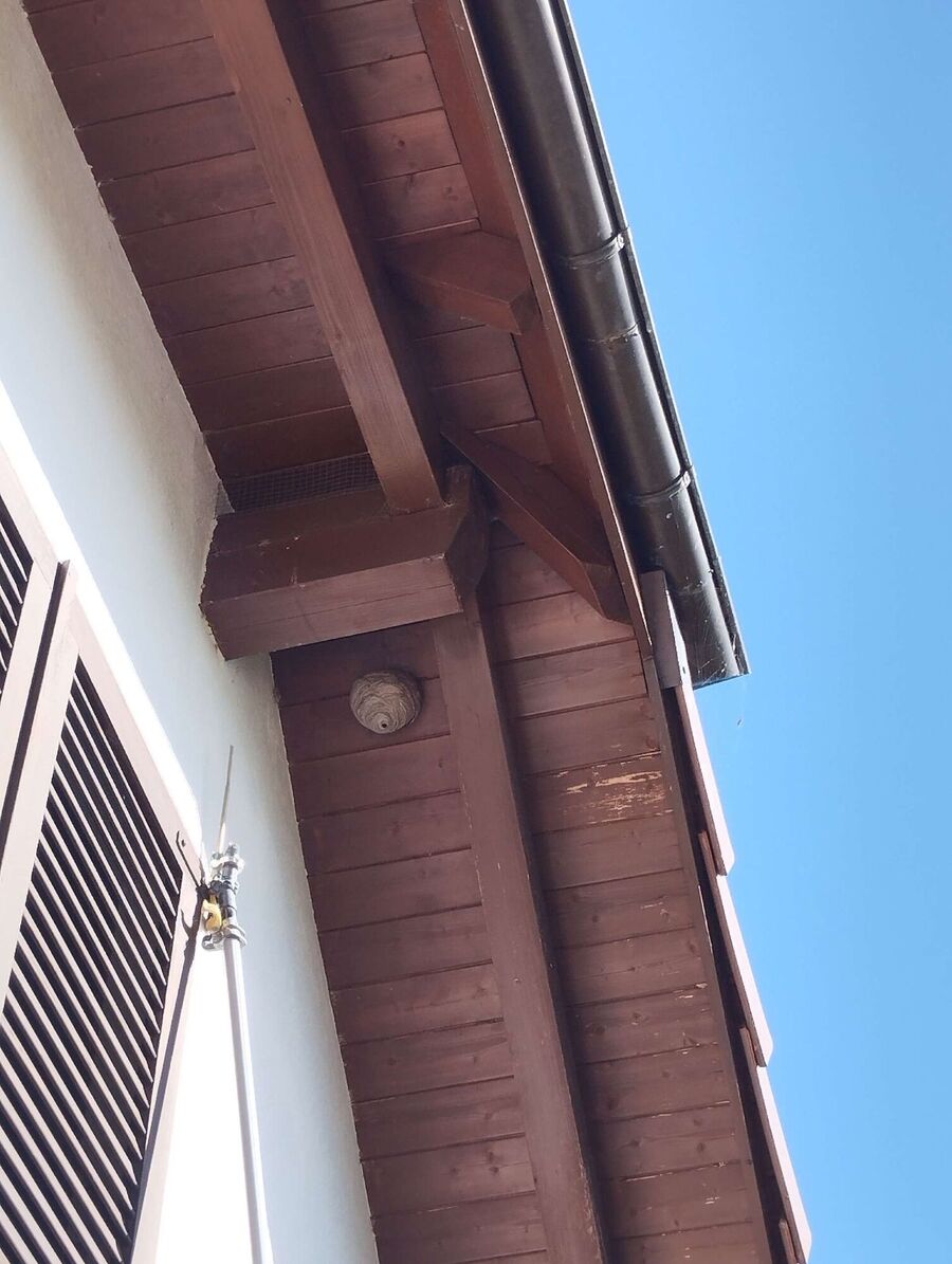 Bee nest at the house remove