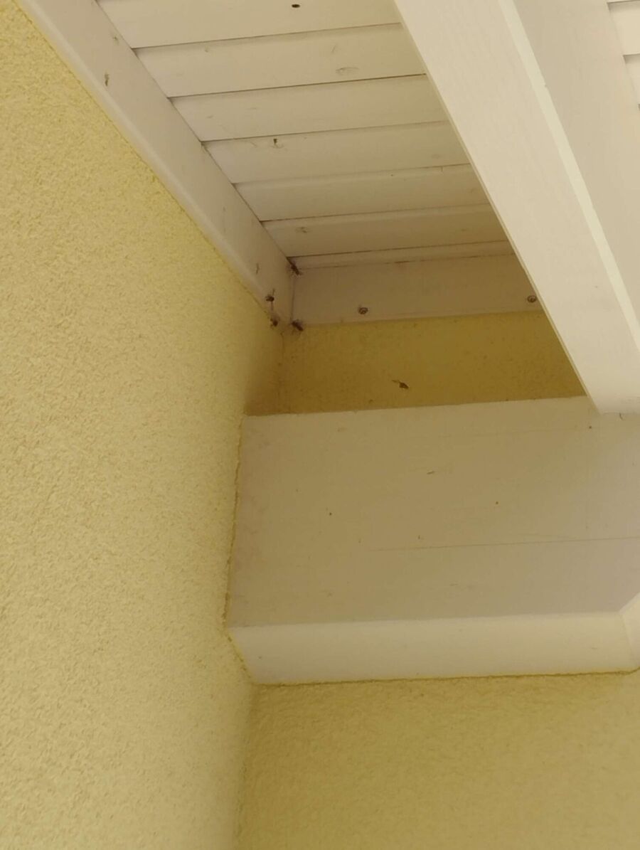 Bee nest at the house remove