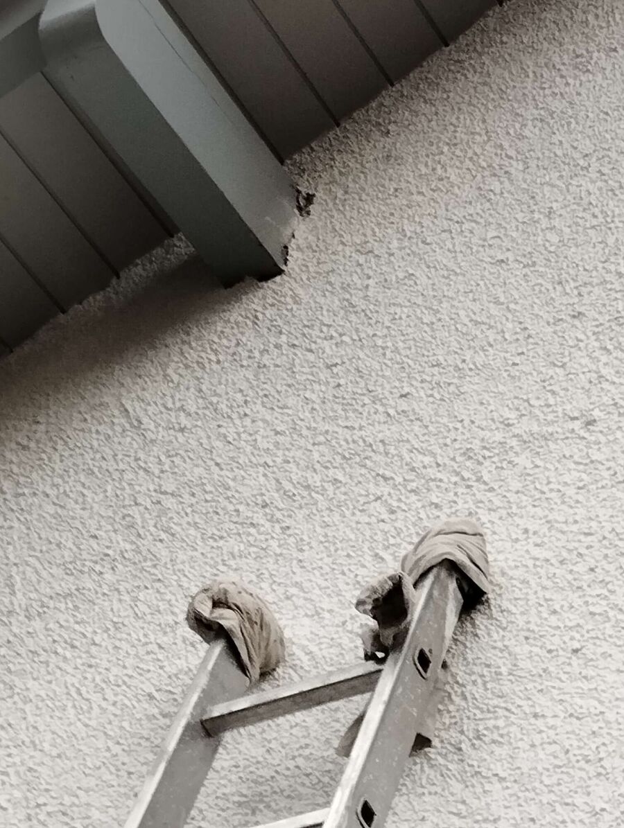 Relocate bees & remove bee nest