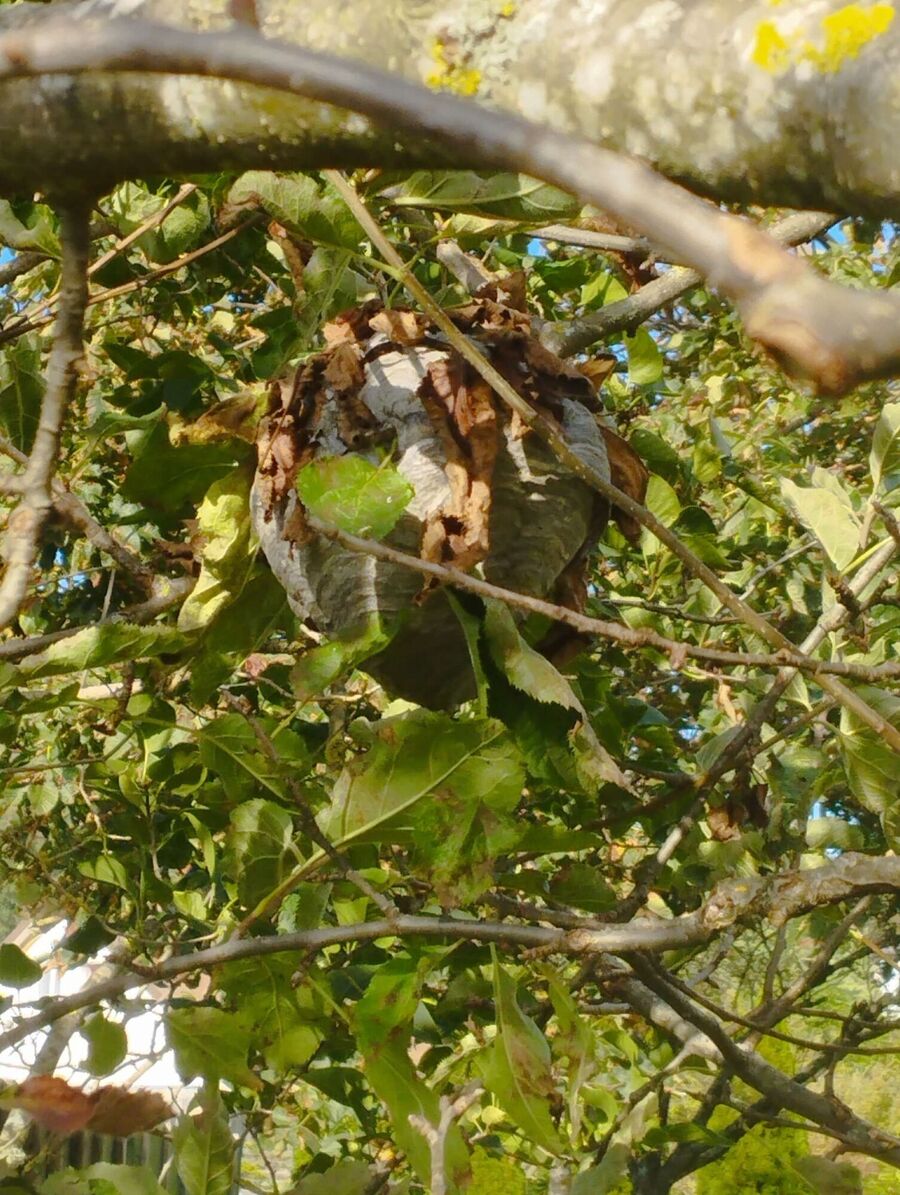 Relocate bees & remove bee nest