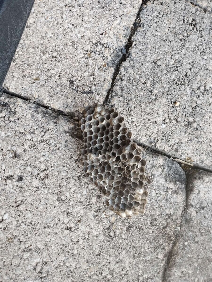 Bee nest at the house remove