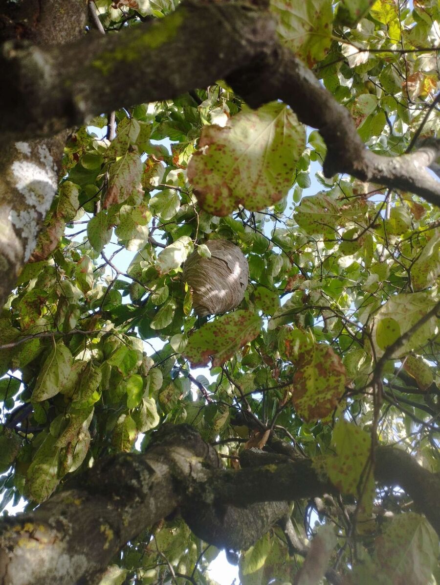 Relocate bees & remove bee nest