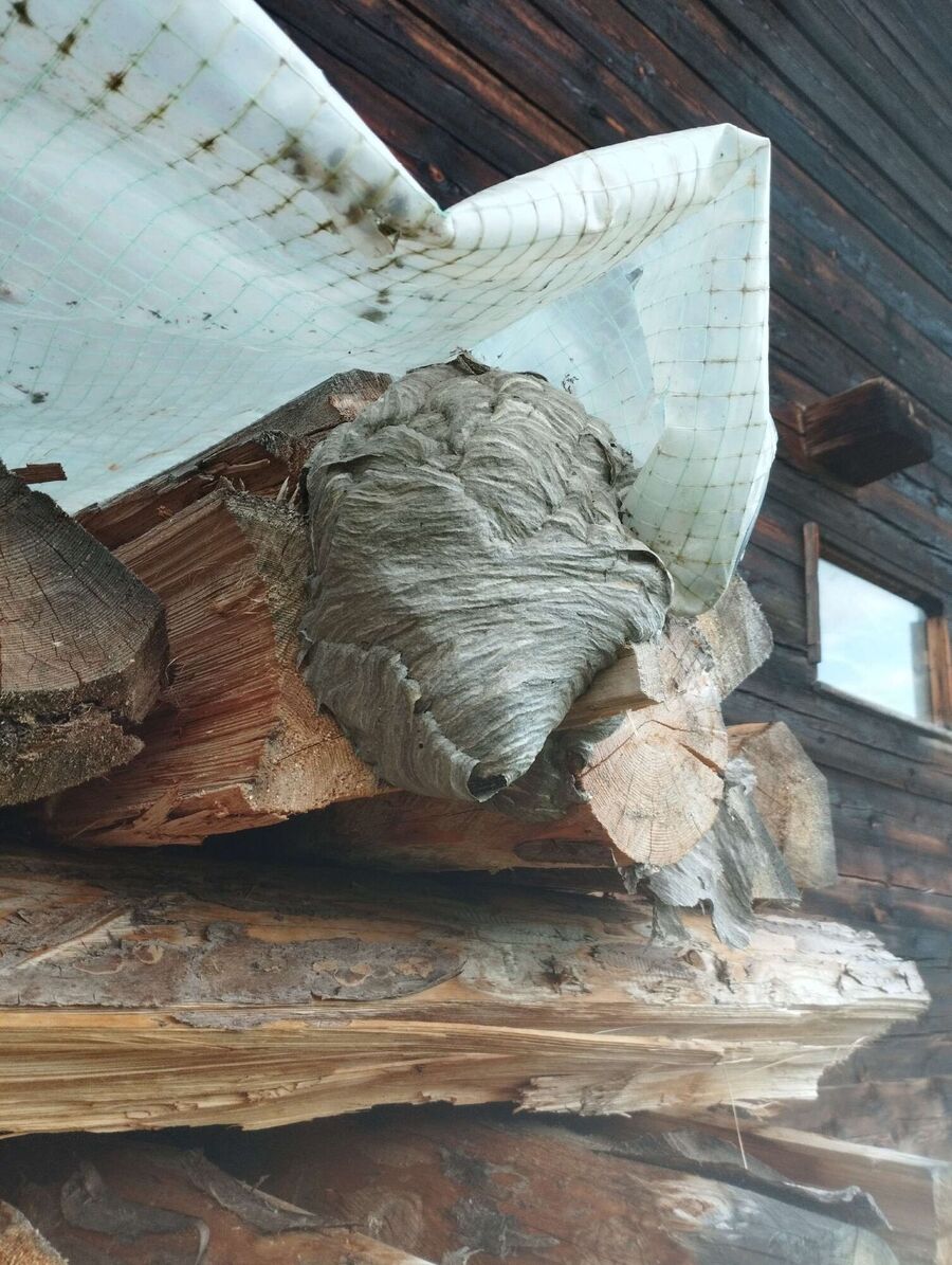 Remove bee nest