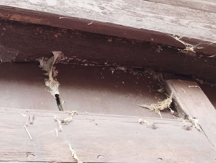 Bee nest at the house remove