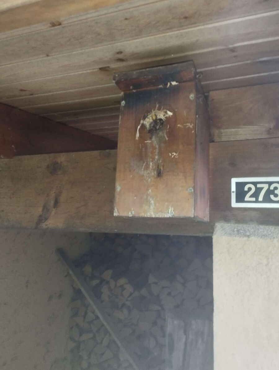 Relocate bees & remove bee nest