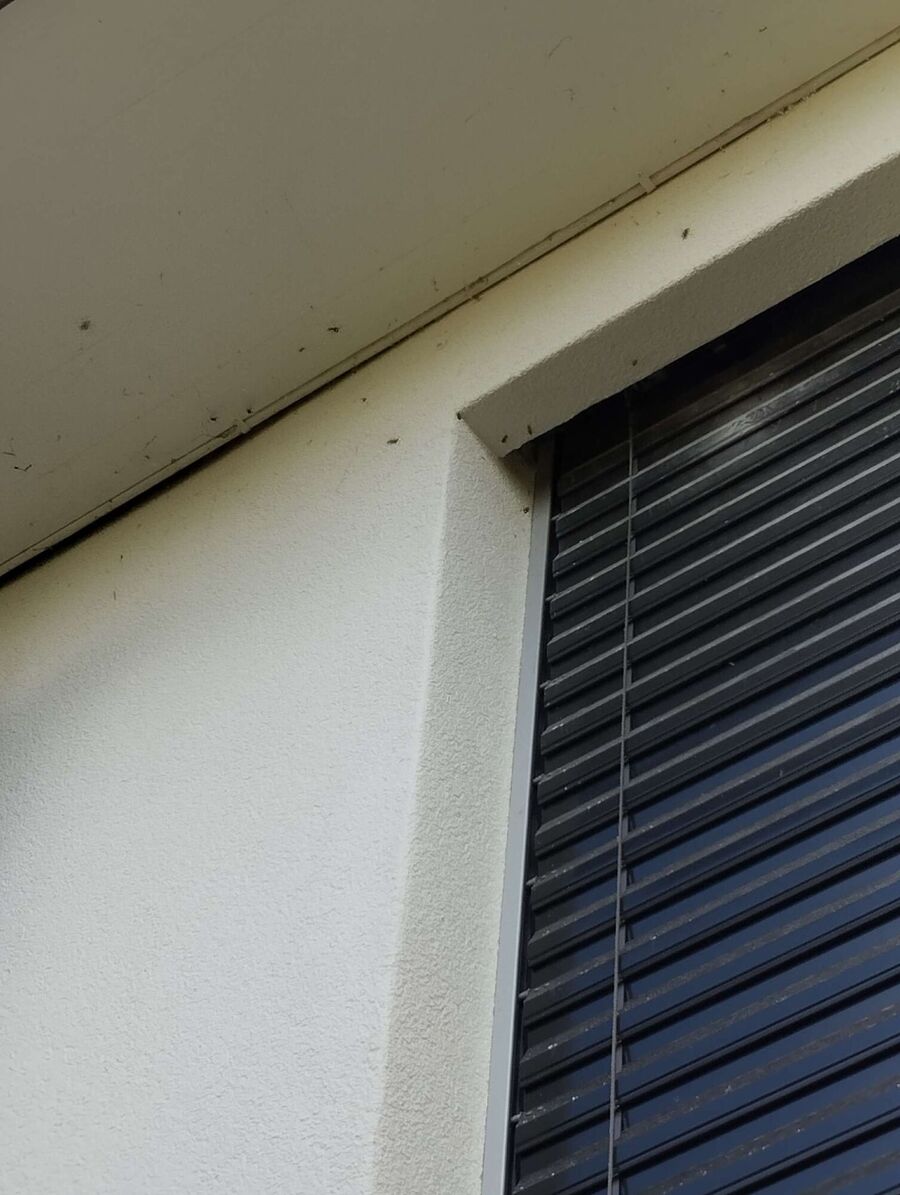 Bee nest at the house remove