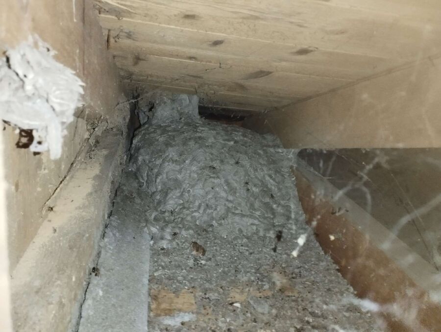 Bee nest at the house remove
