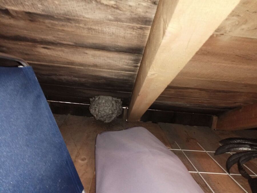 Bee nest at the house remove